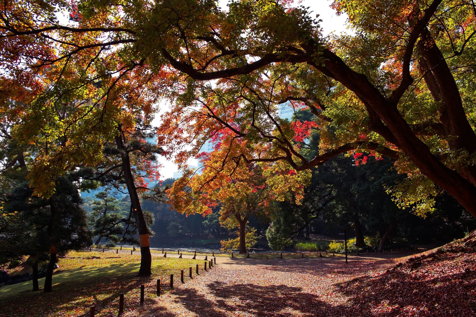 🌳 아이치현 쇼와의 숲 (아이치켄 쇼와노모리) 이미지 8